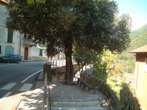  Image name: 04 leccio.jpg 
 width: 512 pixel 
 height: 384 pixel 
 Size: 68601 bytes 
 Click to enlarge 